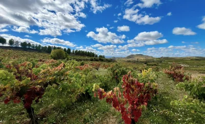 Thumbnail Wine tour della Rioja: Cantina e pranzo tradizionale da San Sebastian