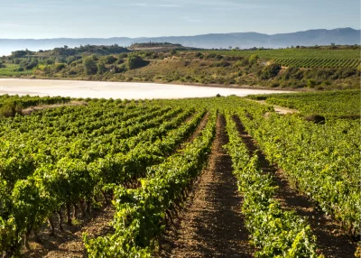 Thumbnail Rioja Wine Tour: Winery & Traditional Lunch from Bilbao