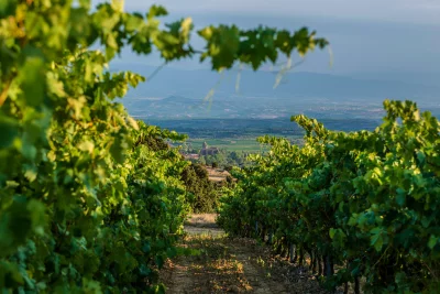 Thumbnail Rioja wine tour: Winery and traditional lunch from Vitoria