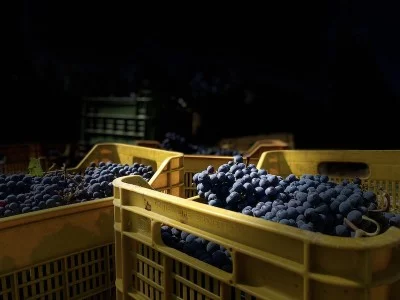 Thumbnail Weintour "Welcher Wein ist das?" im La Ciarliana