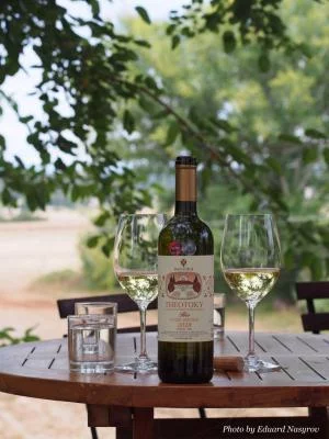 Thumbnail Short Tour & Wine Tasting at Theotoky Estate