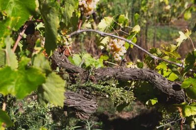 Thumbnail Cata de vinos naturales y paseo por los viñedos, Atto Vino y Cantina Leonardi