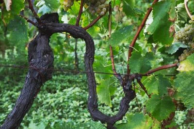 Thumbnail Natürliche Weinprobe &amp; Weinberg-Spaziergang, Atto Vino &amp; Cantina Leonardi