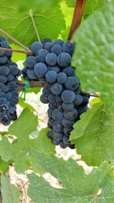 Thumbnail Vom Weinberg in die Flasche: Vollständige Tour und Verkostung bei Marchesi Pancrazi