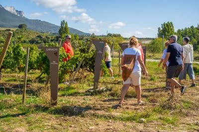 Thumbnail Degustazione di vini e tour con bicchiere in mano presso Bodegas Lozano - DOCa Rioja, Rioja Alavesa