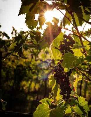Thumbnail Dégustation de vins légers et visite de la cave Clantenova dans le Chianti