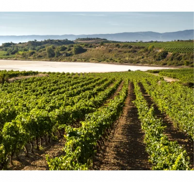 Thumbnail Private Rioja Wein Tour: Besuch von 2 Weingütern in San Sebastian