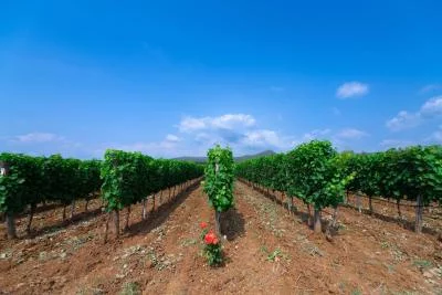 Thumbnail Visit and Tasting – “Le Selezioni” Bolgheri DOC at Tenuta Di Vaira