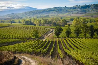 Thumbnail I Punti - Cata guiada de la colección Punto en Roberto Cipresso, en Montalcino