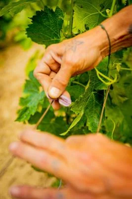 Thumbnail Vineyard Tour and Wine Tasting at Sainte Cécile du Parc