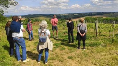 Thumbnail Ruta del Vino en Grupo Reducido por Gaillac desde Toulouse