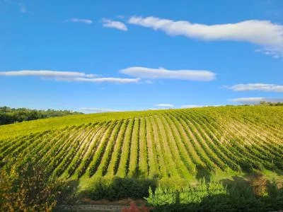 Thumbnail Degustazione verticale di Greco di Tufo DOCG, passeggiata in cantina e pranzo leggero in Campania