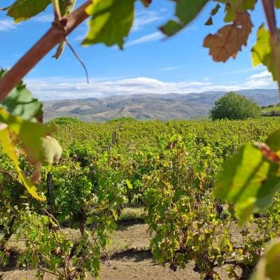 Thumbnail Degustazione verticale di Greco di Tufo DOCG, passeggiata in cantina e pranzo leggero in Campania