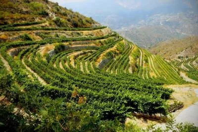Thumbnail Troodos Vino Venture: Tour dei villaggi di montagna e delle cantine da Ayia Napa e Protaras