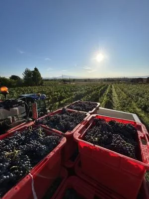 Thumbnail Degustazione di vini Châteauneuf-du-Pape e wine tour al Domaine Bois de Boursan