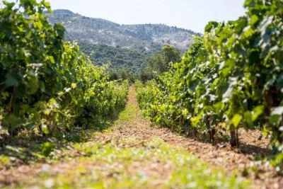 Thumbnail Kefalonia Wine Experience: Sklavos & Haritatos Estates