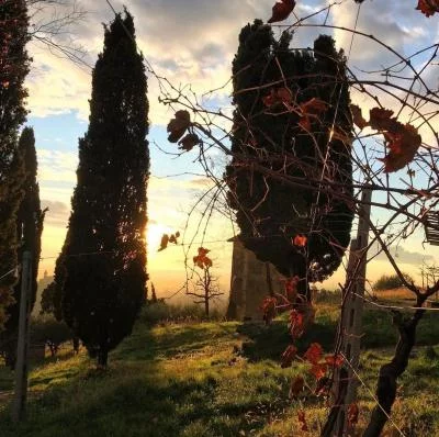 Thumbnail Dégustation de vin Special Vintages à Il Roccolo di Monticelli