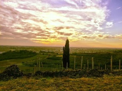Thumbnail Cata de Soave y Valpolicella en el viñedo de Il Roccolo di Monticelli