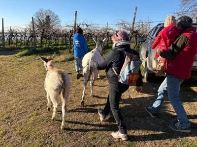 Thumbnail Alla Cavezza: Walking with the Donkeys & Picnic-Style Tasting at Il Roccolo di Monticelli