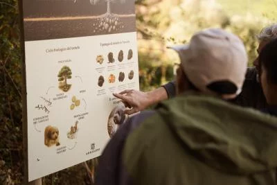 Thumbnail Caccia al tartufo a San Gimignano: esplora i vigneti e i boschi alla ricerca di tartufi con un esperto