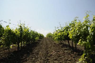 Thumbnail Taberner Wine Tasting & Tour at Huerta de Albalá