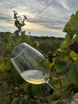 Thumbnail Cata de vinos Entre Vinhas &amp; Mar en Óbidos