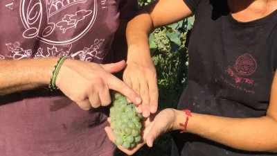 Thumbnail Discover Fuschi winery with a Sommelier