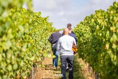 Thumbnail Conoce al Enólogo: Visita al viñedo y cata guiada en Vignoble du Haut Escaut