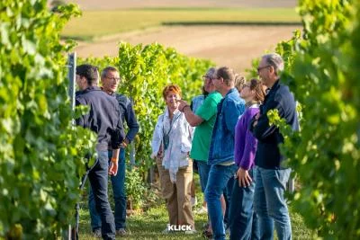 Thumbnail Meet the Winemaker: Vineyard Tour & Guided Tasting at Vignoble du Haut Escaut