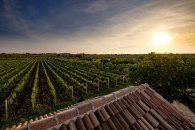 Thumbnail Fine Dalmatian Wines & Local Specialties at Baraka Winery with Transfers