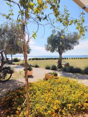 Thumbnail Zadar: Feine Weine und mediterrane Aromen in den Königlichen Weinbergen