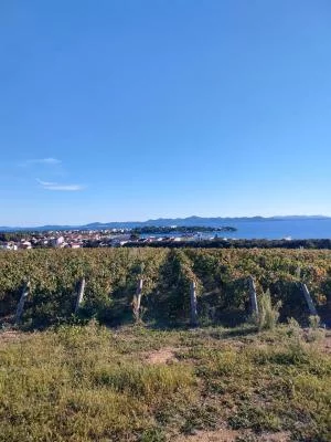 Thumbnail Zara: Vini pregiati e sapori mediterranei ai vigneti Royal