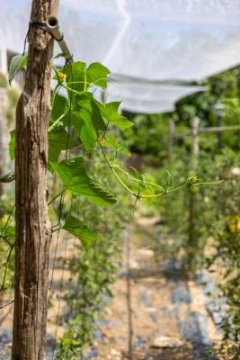 Thumbnail Degustazione di vini e sapori locali in un ambiente incantevole presso il Casale Villarena