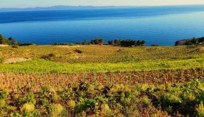 Thumbnail Wine tour privato Premium Peljesac da Dubrovnik