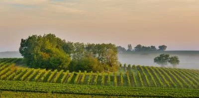 Thumbnail Domaine à Lafitte: incontro, visita e degustazione con un autentico produttore di Armagnac