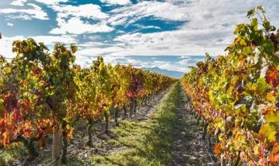 Thumbnail La Rioja - A journey through vineyards and tradition
