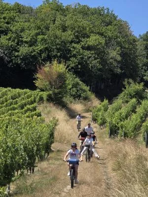 Thumbnail Angers: Excursión en bicicleta con 2 bodegas y cata de vinos