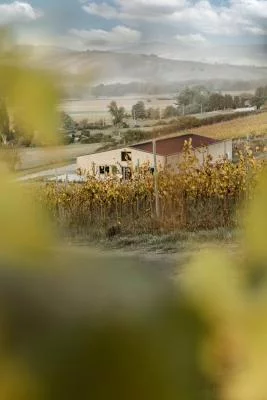 Thumbnail Visita a viñedos y cata de vinos en Terre d'Aquesia en Tuscia