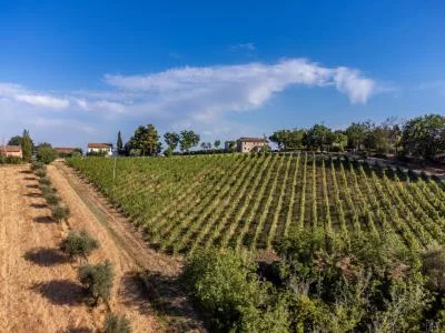 Thumbnail From soil to soul - Sensory wine tasting with food pairing at Mencaroni in Verdicchio dei Castelli di Jesi