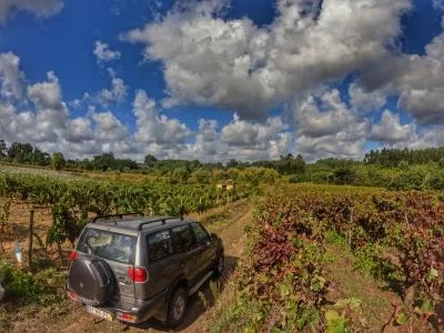 Thumbnail Curia Off-Road Wine Experience: Viñedos de Bairrada y Catas de Espumosos