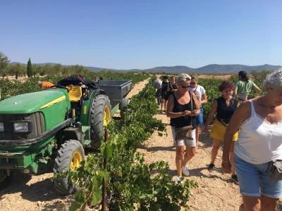 Thumbnail Excursion viticole privée Premium Utiel-Requena avec déjeuner dans un établissement vinicole depuis Valence