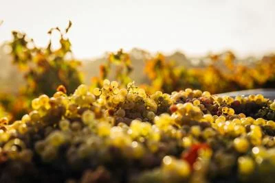 Thumbnail Private halbtägige tschechische Weintour ab Prag