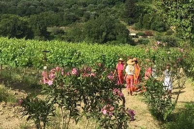 Thumbnail Wine Tasting & Gastronomic Experience at Haritatos Estate