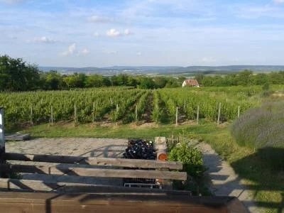 Thumbnail Excursión rural de medio día enológica con comida austriaca cerca de Viena