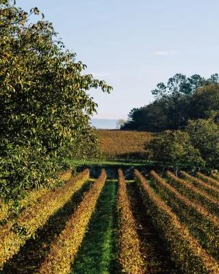 Thumbnail Visite privée du Vinho Verde - Vin vert au départ de Porto