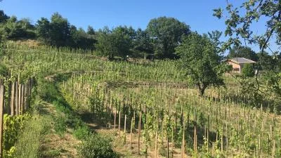 Thumbnail Regenerativer Weinberg-Spaziergang &amp; Weinprobe über dem Bolsena-See im Weingut La Villana
