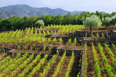 Thumbnail Découverte de Tascante à Conte Tasca D'Almerita dans l'Etna