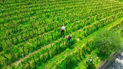 Thumbnail Walk through the Vineyards & Wine Tasting at Renzo Drocco Winery