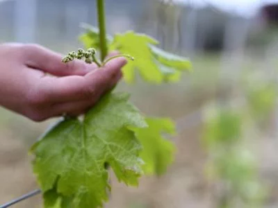Thumbnail Das Innere der Flasche: Geführter Besuch mit Wein- und Olivenölverkostung im Weingut Poggiopiano
