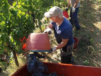 Thumbnail Das Innere der Flasche: Geführter Besuch mit Wein- und Olivenölverkostung im Weingut Poggiopiano